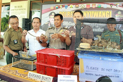 BKSDA Jatim Sita Puluhan Hewan Dilindungi  yang Dijual Online