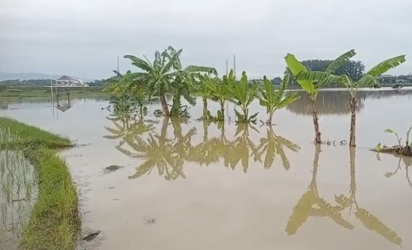 Banjir Rendam Seribuan Hektare Sawah Siap Panen  di Ngawi