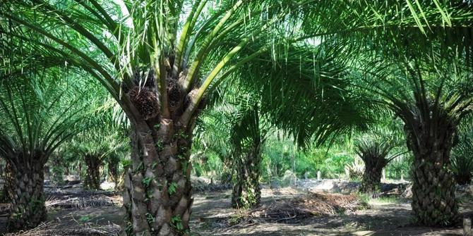 Sawit Watch : Geothermal, Biofuel, Nuklir  Solusi Perubahan Iklim Palsu