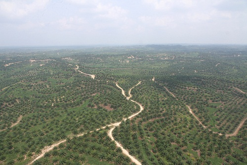 Ratusan Ribu Hektare Gambut Aceh Terancam Rusak karena Sawit dan Sawah