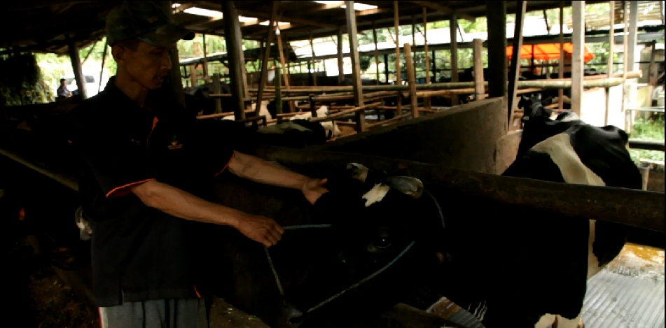 Susu sapi perah milik Yupono