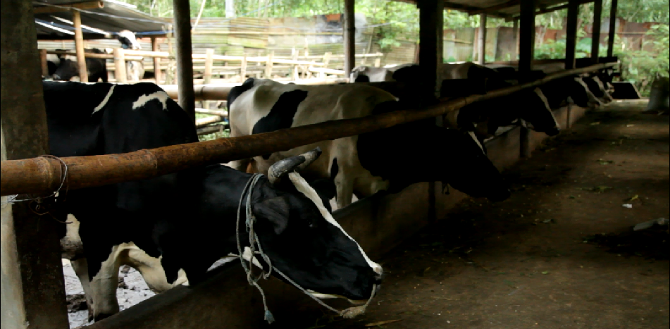 Sapi perah