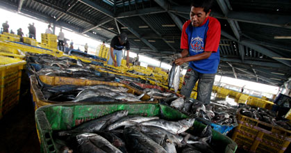 Pengusaha Protes Modernisasi TPI Muara Baru, Susi Tak Gentar 