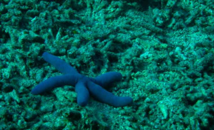 Laut Lestari