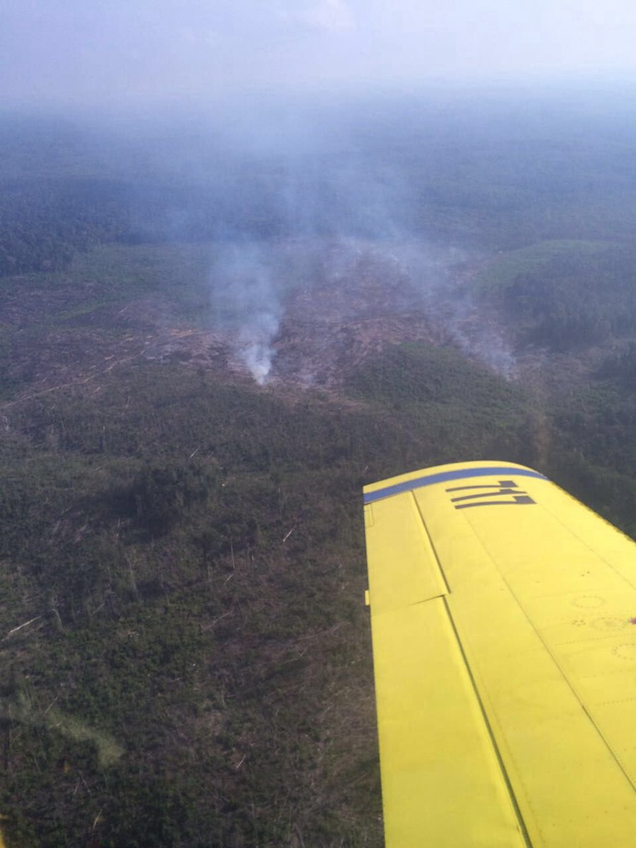 Taman Nasional Tesso Nilo Kebakaran, BPBD Buru Pelaku