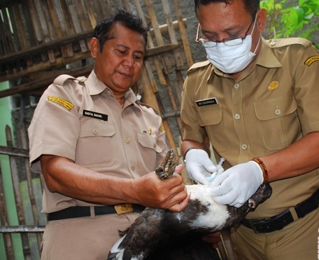 Cegas Penyebaran, Dinas Peternakan Jabar Kirim Belasan Ribu Vaksin Flu Unggas