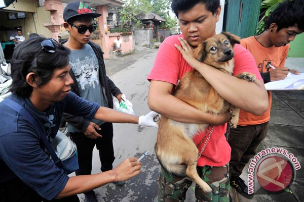 JAAN : Stok Vaksin Rabies Cukup Untuk Pulau Dewata