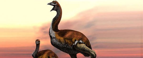 Vorombe Titan, Burung Terbesar di Dunia Asal Madagaskar