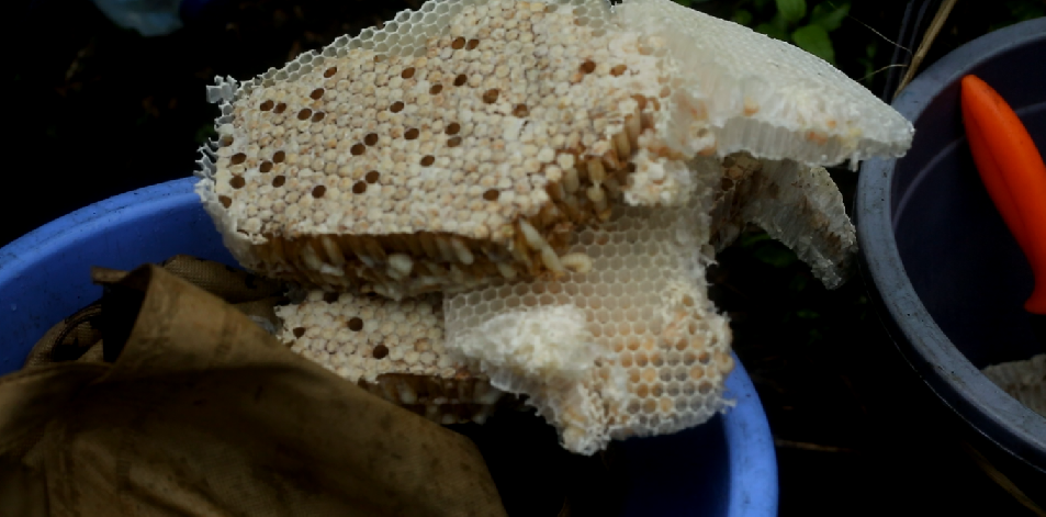 Manisnya Madu Asli Sumbawa