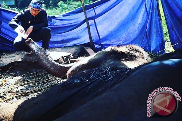 Bonbin Bandung Diberi Tenggat Tiga  Bulan Perbaiki Pengelolaan