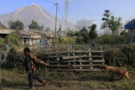 Pendamping Warga Sinabung: Jenis Tanaman Jadi Kendala Relokasi