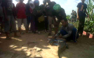 Warga Sangatta Utara Tangkap Buaya Muara yang Tengah