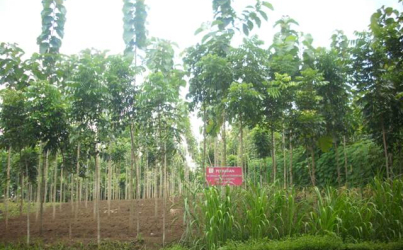 Petani Kebingungan Soal Pola Tanam saat Kemarau Basah