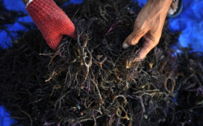 Kaltim Datangkan Korban Bencana Jogyakarta Kelola Rumput Laut