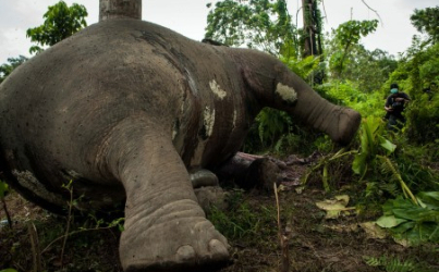 Lima Gajah Tengah Dievakuasi di Aceh Jaya