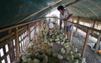 Bogor Waspadai Flu Burung