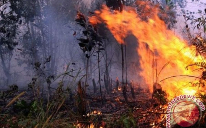 KLHK Bersiap Hadapi Gugatan terhadap Dua Perusahaan Pembakar Hutan