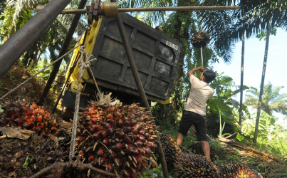 Dag-dig-dug Petani Sawit Swadaya Menanti Eksekusi EUDR