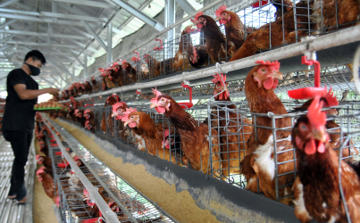 Jokowi: Ada Defisit Pangan, dari Beras sampai Telur Ayam