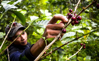 Rencana Pendirian Pabrik Kopi di Paniai
