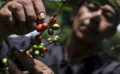 Banyuwangi Siap Buka Sekolah Khusus Kopi