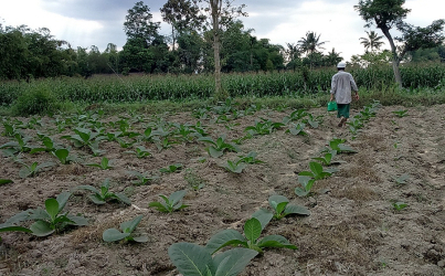 Produksi Tembakau Bondowoso Terancam Turun Drastis