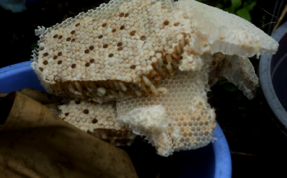 Manisnya Madu Asli Sumbawa