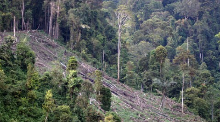 Sekitar 70 Persen Hutan di Ulubelu Rusak Sekitar 70 Persen Hutan di Ulubelu Rusak