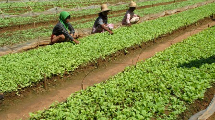 Pengamat : UU Perlindungan dan Pemberdayaan Petani Mandul Pengamat : UU Perlindungan dan Pemberdayaan Petani Mandul