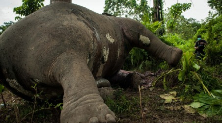 Kepala Desa Ikut Terlibat Pembunuhan Gajah Kepala Desa Ikut Terlibat Pembunuhan Gajah