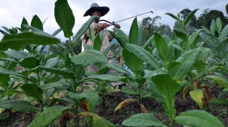 APTI: Pengendalian Tembakau Rugikan Petani APTI: Pengendalian Tembakau Rugikan Petani