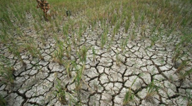 Puluhan Ribu Hektar Sawah di Banyuwangi Terancam Kekeringan Puluhan Ribu Hektar Sawah di Banyuwangi Terancam Kekeringan