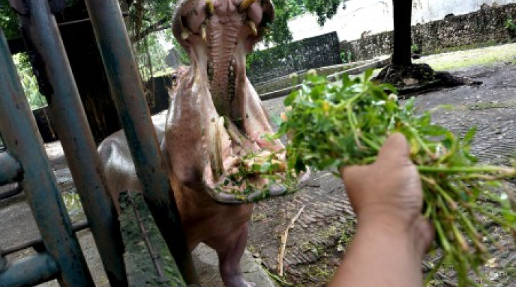 Kebun Binatang Surabaya, Kuburan Bagi Satwa Penghuni Kebun Binatang Surabaya, Kuburan Bagi Satwa Penghuni