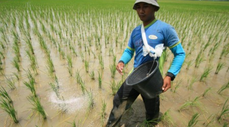 Pupuk Langka, Petani di Sumba Timur Resah Pupuk Langka, Petani di Sumba Timur Resah