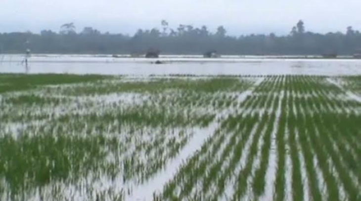 Sawah Petani Kebanjiran, Pemda Konawe Cuek Sawah Petani Kebanjiran, Pemda Konawe Cuek