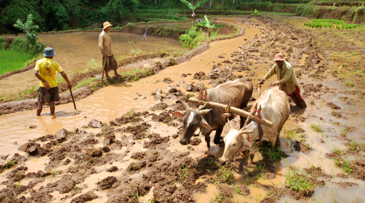 Musim Hujan, Petani NTB Garap Sawah Tadah Hujan Musim Hujan, Petani NTB Garap Sawah Tadah Hujan