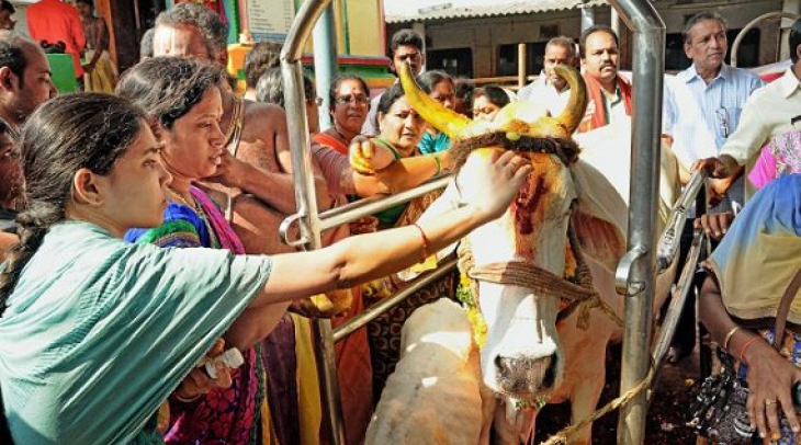 Bagi kebanyakan penganut Hindu, sapi adalah binatang suci. (Foto: The Hindu) Bagi kebanyakan penganut Hindu, sapi adalah binatang suci. (Foto: The Hindu)